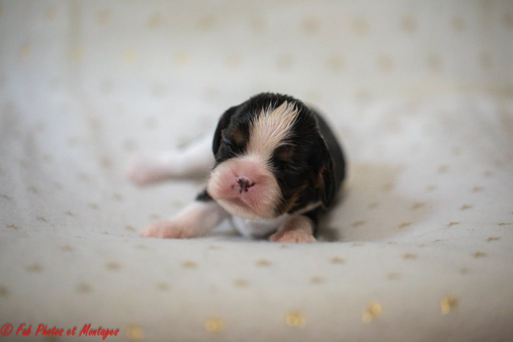 Du Mont Des Crocs Blancs - Chiots disponibles - Cavalier King Charles Spaniel