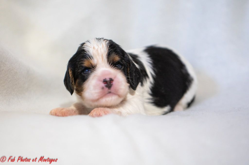 Du Mont Des Crocs Blancs - Chiots disponibles - Cavalier King Charles Spaniel