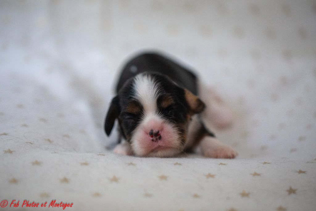 Du Mont Des Crocs Blancs - Chiots disponibles - Cavalier King Charles Spaniel