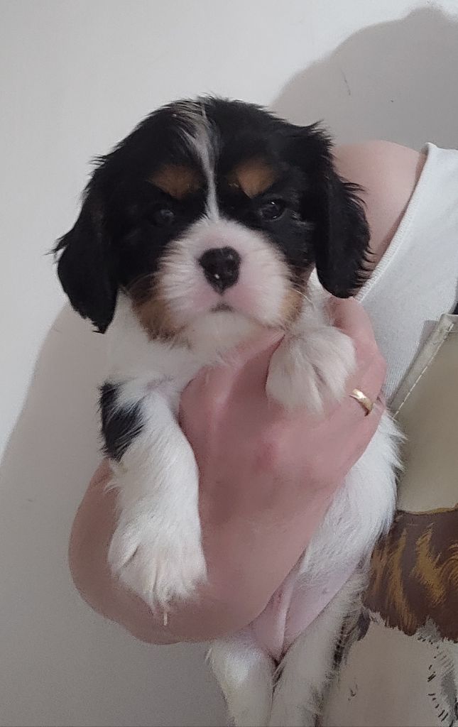 Du Mont Des Crocs Blancs - Chiots disponibles - Cavalier King Charles Spaniel