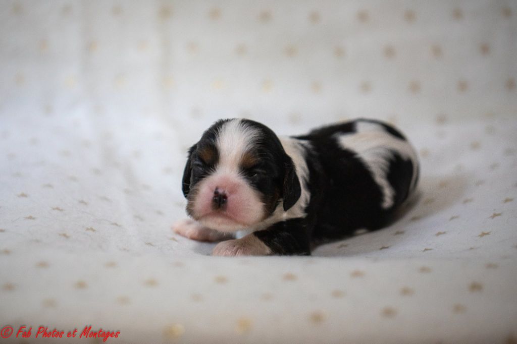 Du Mont Des Crocs Blancs - Chiots disponibles - Cavalier King Charles Spaniel