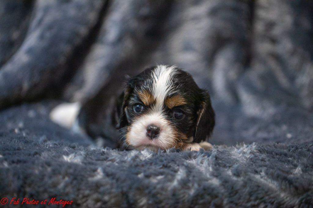 Du Mont Des Crocs Blancs - Chiots disponibles - Cavalier King Charles Spaniel